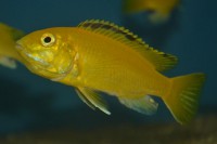 /album/aqvahousefish/labidochromis-c-yellow-jpg/